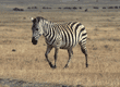 common zebra at sunset Tanzania (East Africa)