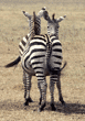 common zebras Tanzania
