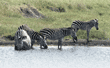 common zebras drinking water Tanzania