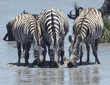 common zebras drinking from river