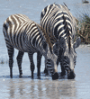 zebras drinking from river Tanzania (East Africa)