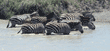 zebras walking in river and drinking