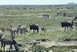 zebras and wildebeests Tanzania (East Africa)