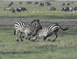 zebras playing Tanzania (East Africa)