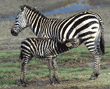baby zebra nursing Tanzania (East Africa)