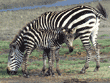 baby zebra with its mother Tanzania (East Africa)