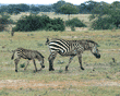 baby zebra following its mother Tanzania (East Africa)