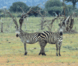 two zebras running Tanzania (East Africa)