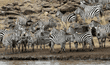 group of common zebras standing at river's edge