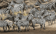 group of common zebras