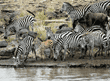 common zebras at edge of Mara River