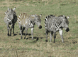 three common zebras walking