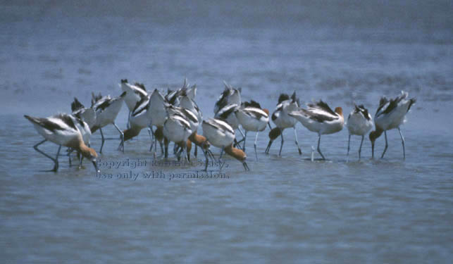 American avocets