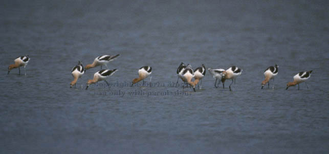 American avocets