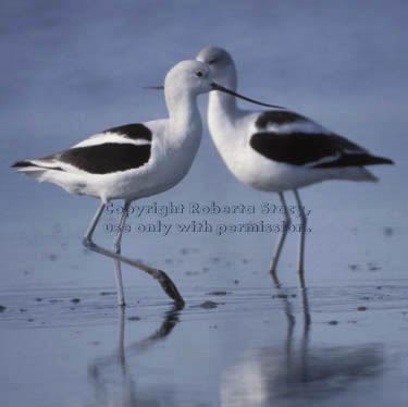 American avocets