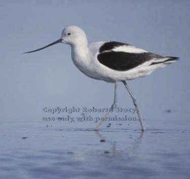 American avocet