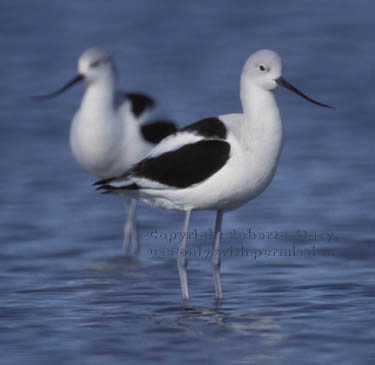 American avocets