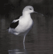 American avocet