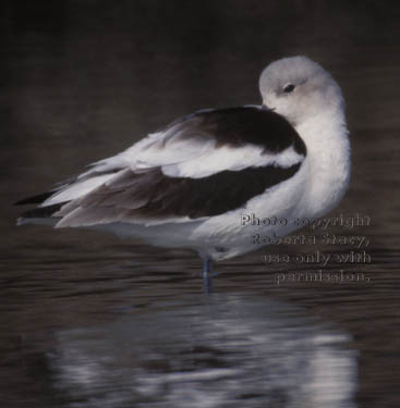 American avocet