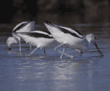 American avocets