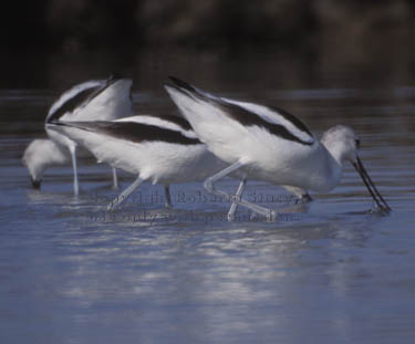 American avocets