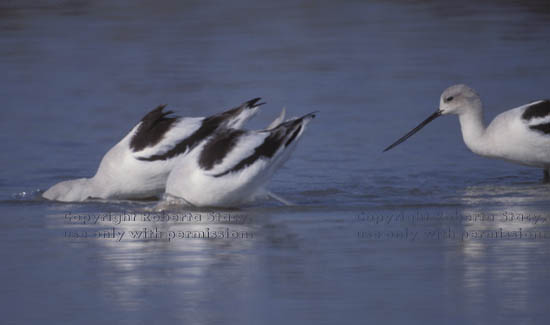 American avocets