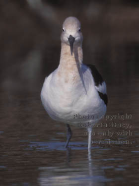 American avocet