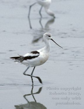 American avocet