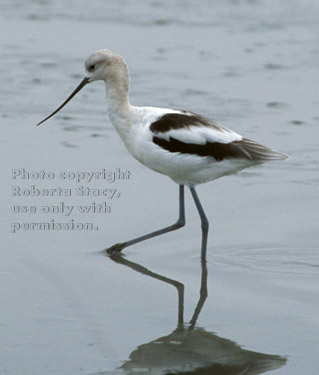 American avocet