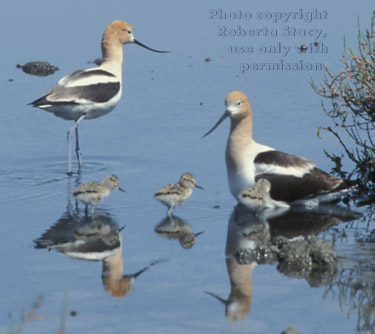 American avocets with chicks