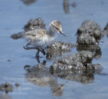 American avocet chick