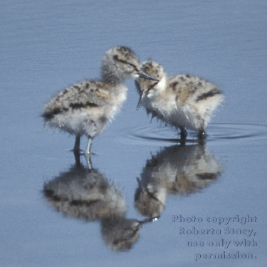 American avocet chicks