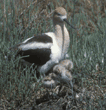 American avocet and chicks