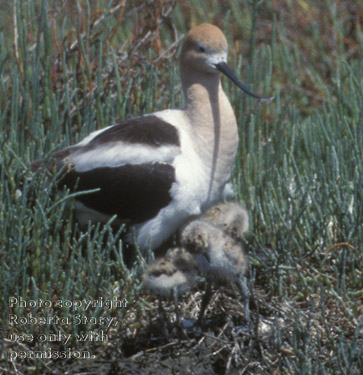 American avocet and chicks