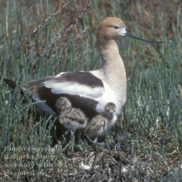 American avocet and chicks