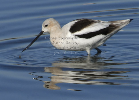 American avocet