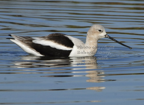 American avocet swimming in duck pond