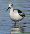 American avocet standing in water