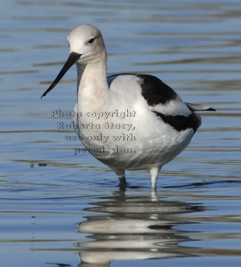 American avocet standing in water