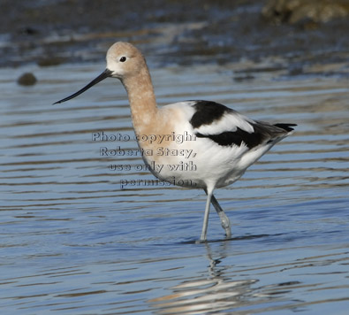 American avocet walking in water