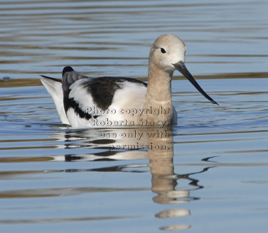 American avocet swimming in water