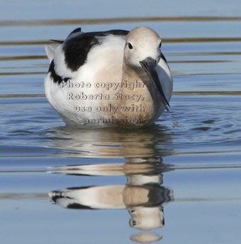 American avocet in water