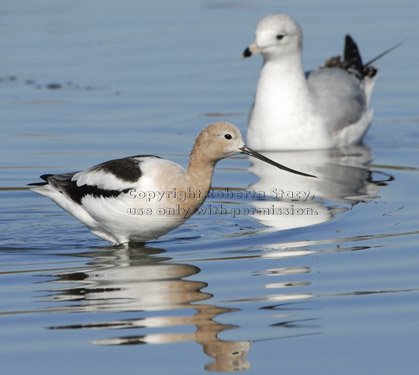 American avocet with gull in background