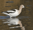 American avocet