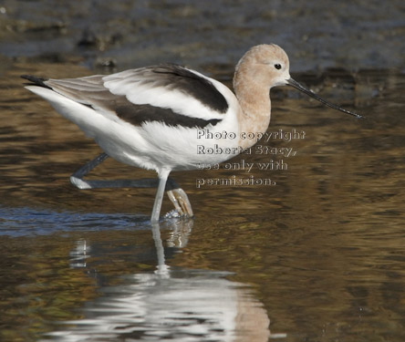 standing American avocet lifting foot out of water