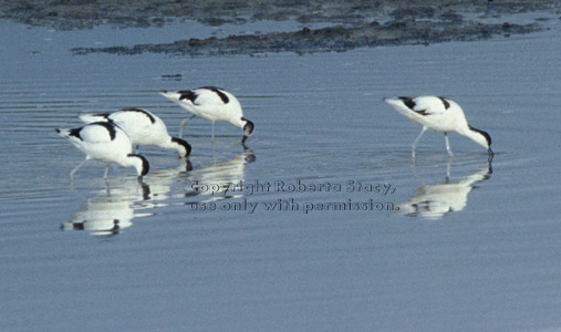 black-capped avocets (pied avocets)