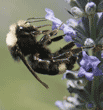 bumblebee with proboscis, or tongue, sticking out