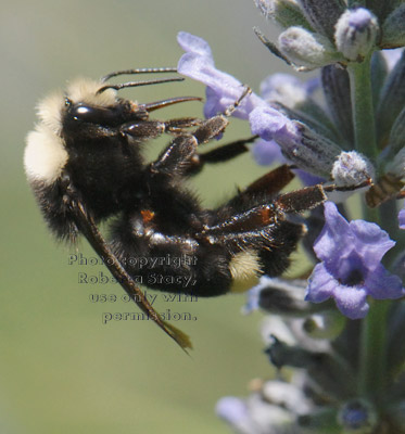 bumblebee with proboscis, or tongue, sticking out ready to take nectar from lavender blossom