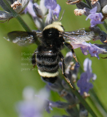 bumblebee on lavender plantbumblebee on lavender plant