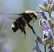 bumblebee with tongue/proboscis extended hovering at lavender plant 